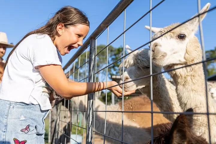 Trevena Glen Farm Animal Experience