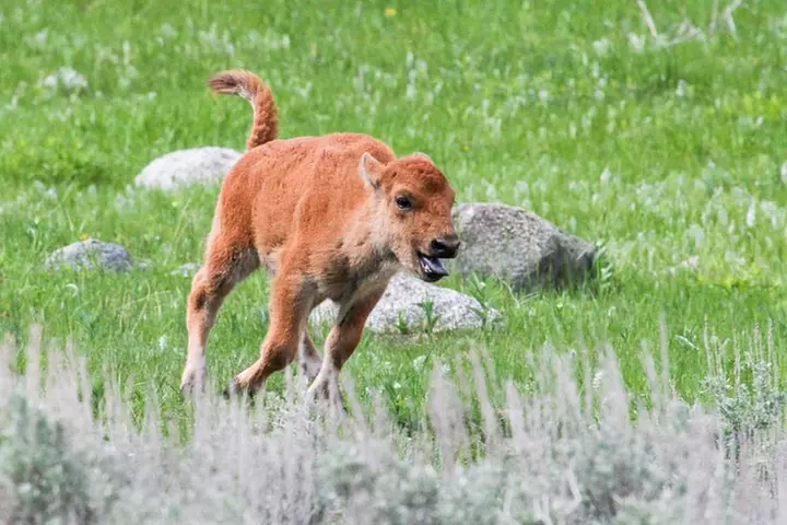 Wildlife & Wolf Private Tour with Lunch