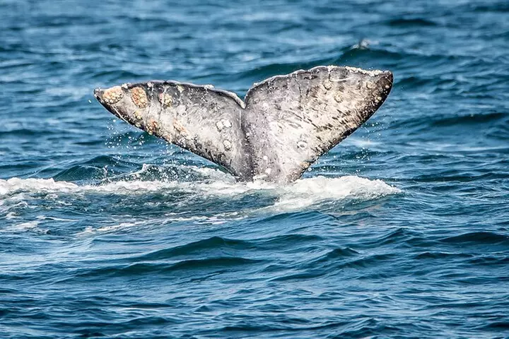 Guided Whale Watching Tour from Long Beach