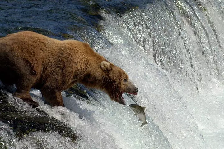 Brooks Falls Katmai Bear Viewing in a Float Plane - Primary Image