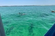 Dolphin & Sightseeing Cruise + Beach Stop + Snorkel + Equipment - Second Medium