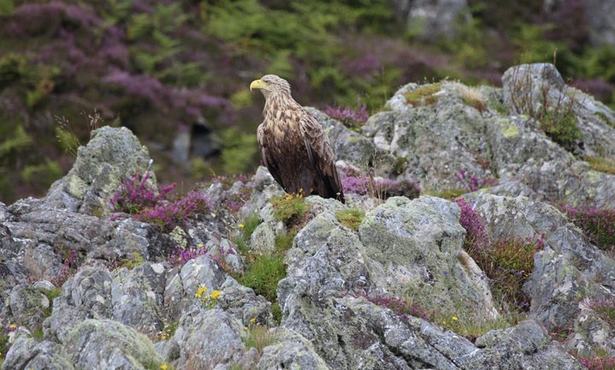 Image 2: Marine Wildlife Tour through Gulf of Corryvreckan