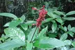 Private Tour El Yunque Rainforest swimming waterfall - Second Medium