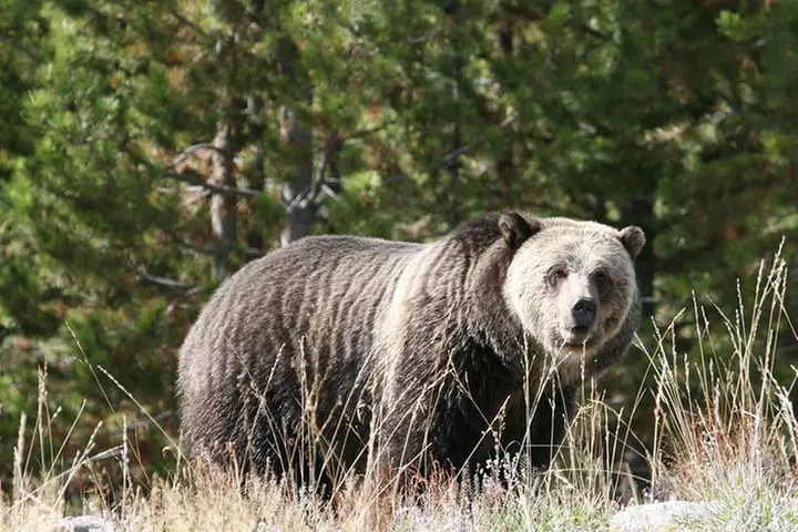 Yellowstone National Park - Full-Day Lower Loop Tour from West Yell...