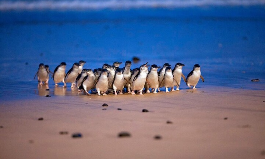 Image 4: Melbourne 2 or 3 Day Unlimited Pass