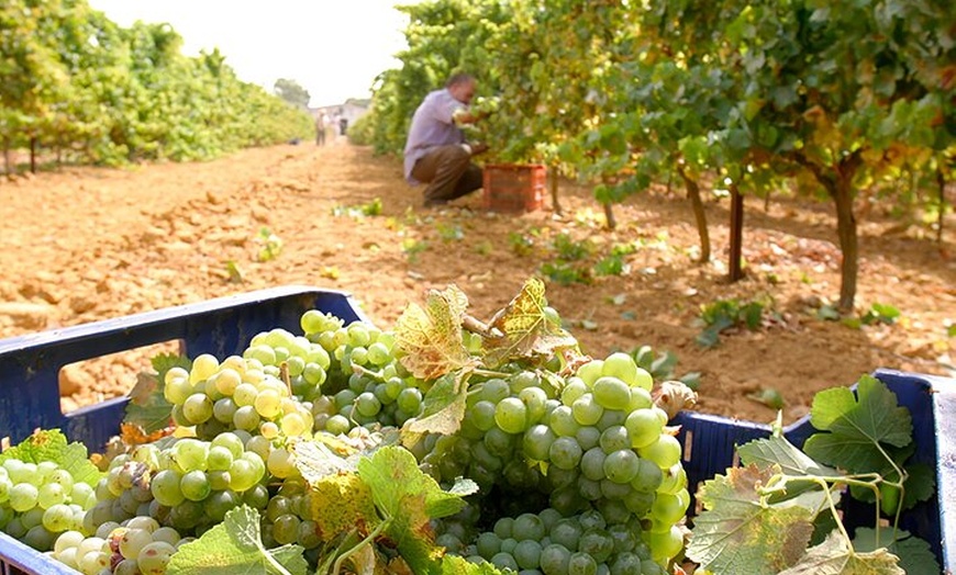 Image 3: Visita a Bodega en Chiclana de la Frontera: Cata de Vinos y Tapas