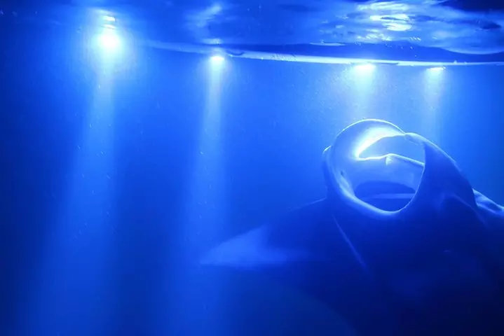Kona Manta Rays Guaranteed Night Snorkel in Keauhou Harbor