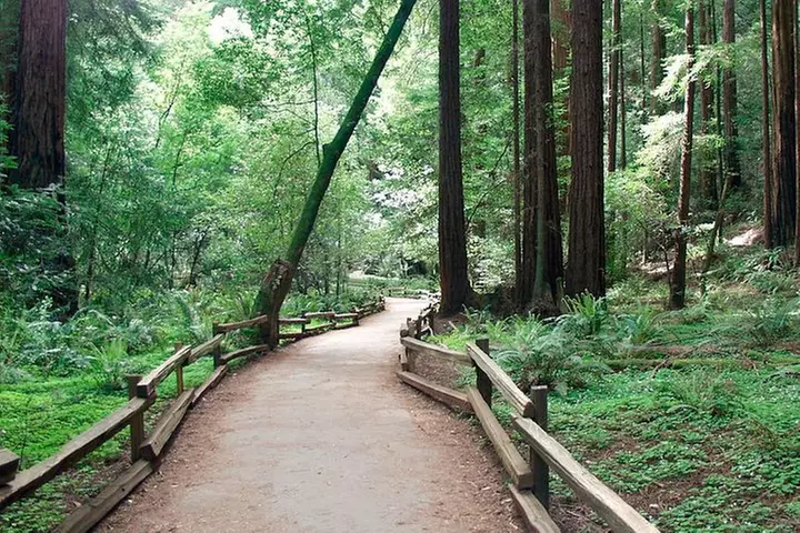 From San Francisco: Guided Tour to Muir Woods and Sausalito