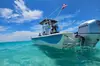 4 Hour Eco Dolphin Tour in Panama