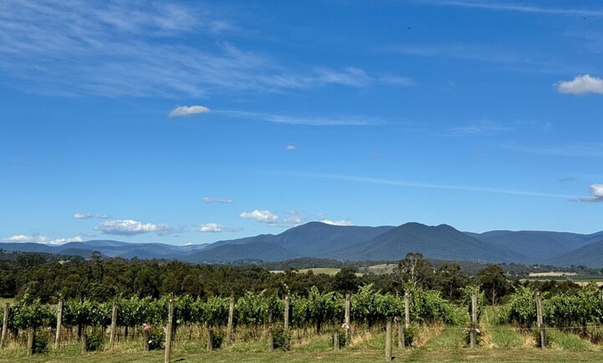 Image 22: Private Yarra Valley Winery & Healesville Sanctuary Tours