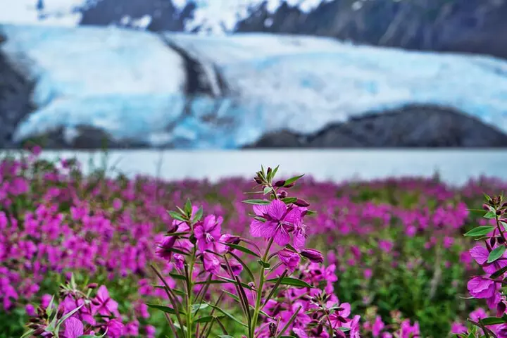 Valley of Glaciers Experience with Portage Glacier Cruise and Wildl...