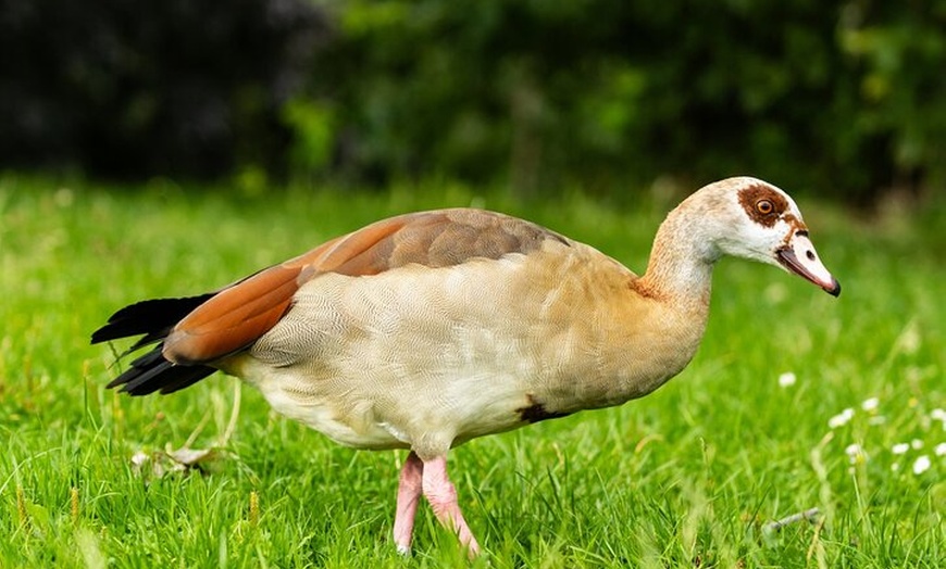 Image 14: Berlin Tierpark Ohne Anstehen Tickets und Individualverkehr