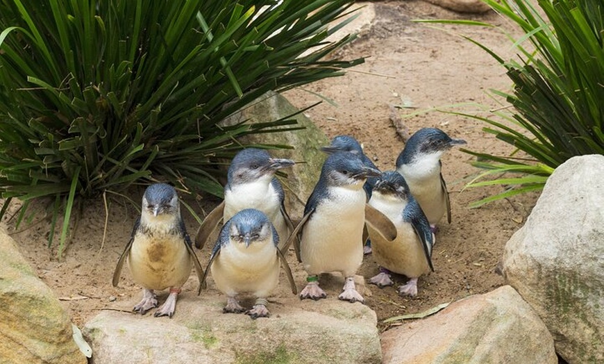 Image 20: Phillip Island Penguin Parade, Wildlife and Beach Boxes Bus Tour