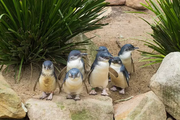 Phillip Island Penguin Parade, Wildlife and Beach Boxes Bus Tour