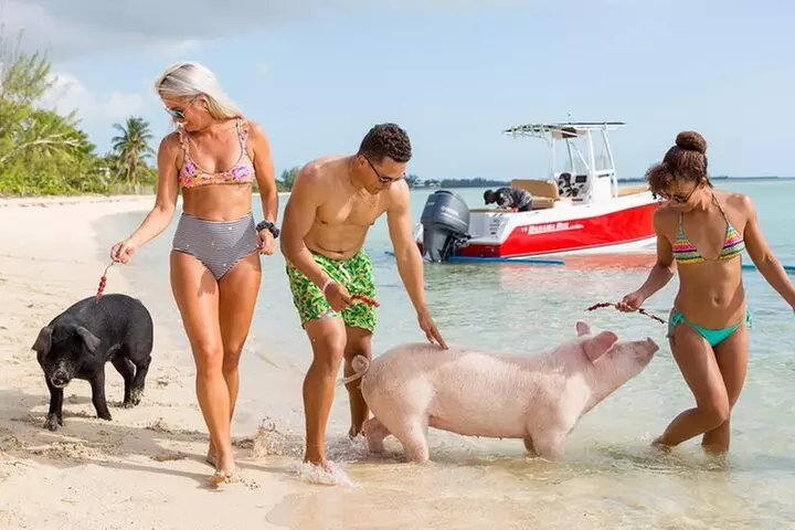 Swimming Pigs Of Rose Island & Sea turtle viewing Group Tour - Primary Image