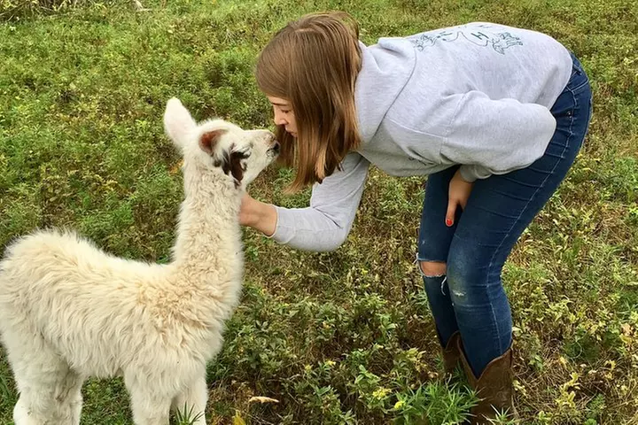Llama/Alpaca Hike and Farm Tour - Primary Image