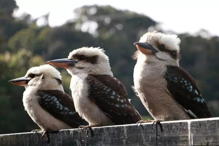 Grampians National Park Small-Group Eco Tour from Melbourne