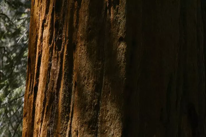 Yosemite National Park & Sequoias Private Tour from San Francisco