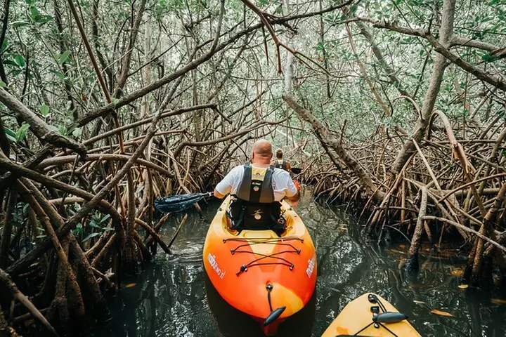 Thousand Islands Mangrove Tunnel Kayak Tour with Cocoa Kayaking!