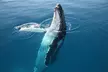 Hervey Bay Whale Watching Cruise - Image 5