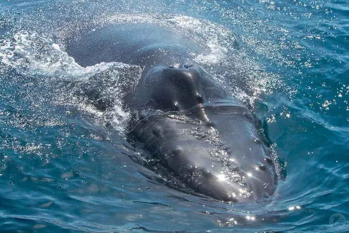 Up-Close Dolphin & Whale Watching Zodiac Adventure in Dana Point