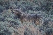 Wildlife Hiking Adventure in Yellowstone with Lunch - Second Medium