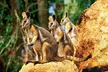 Taronga Zoo Entry & Sydney Harbour 2-Day Hop On Hop Off Cruise - Image 6