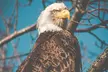 Eagle Viewing Tour - Second Medium