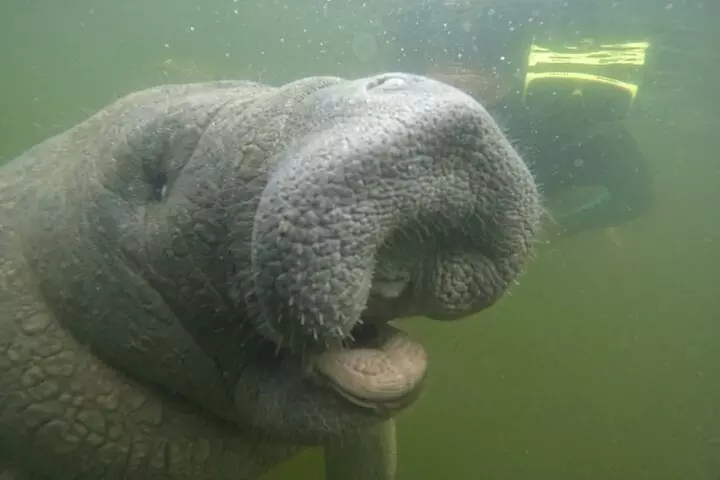 3 Hour Small Group All Inclusive Manatee Swim with free Photo pkg