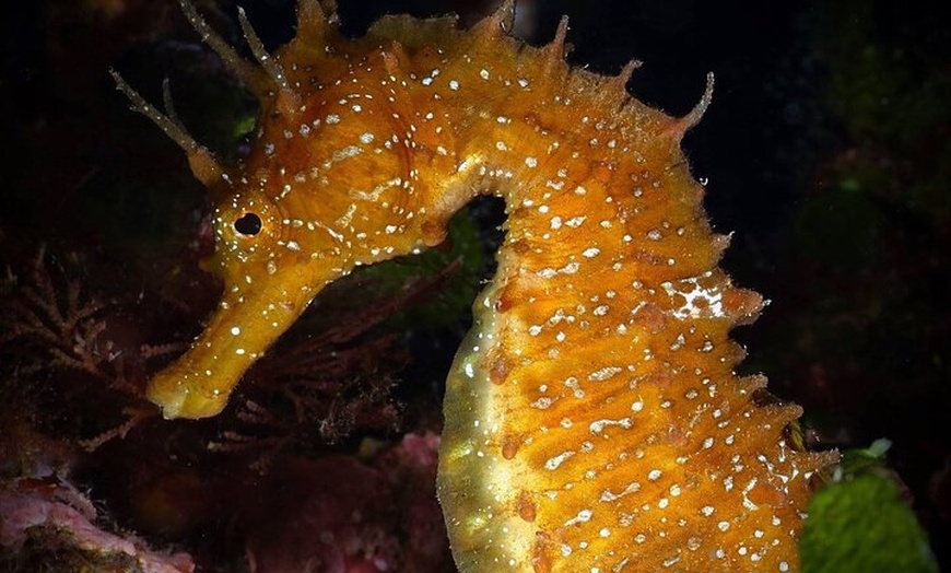 Image 7: Excursión de un día de buceo en la Costa Brava