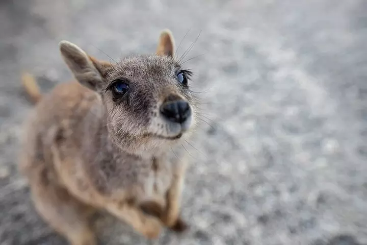 Chillagoe Caves and Outback Day Trip from Cairns