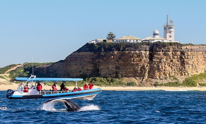 Image 1: Humpback Whale Encounter Tour from Newcastle