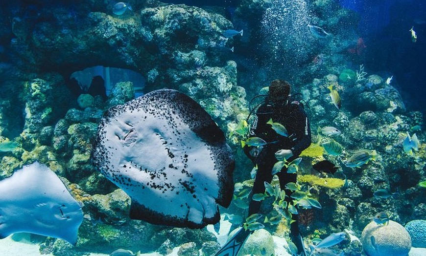 Image 3: Cairns Aquarium Dive with the Sharks