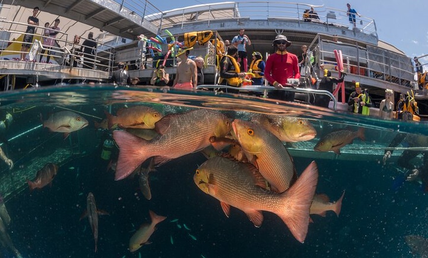 Image 8: Quicksilver Great Barrier Reef Snorkel Cruise from Port Douglas