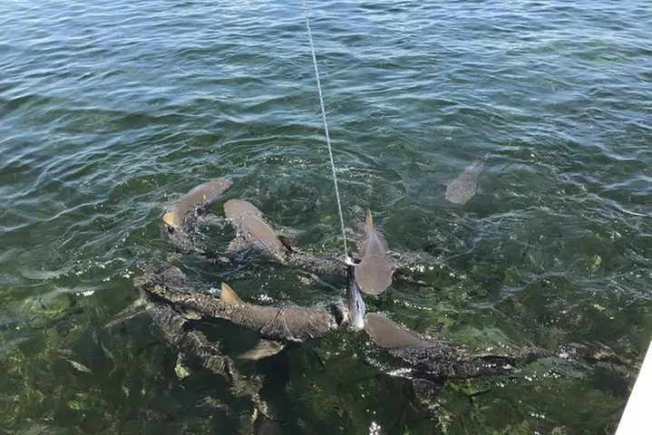 Shark and Wildlife Viewing Adventure in Key West