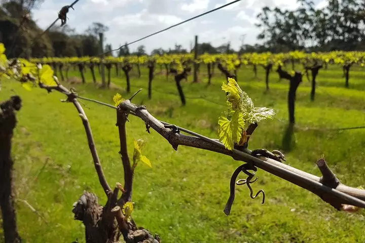 Hidden Gems: Boutique Full-Day Wine, Farm & Lunch Tour