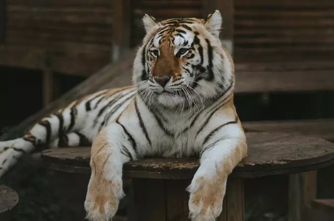 Catty Shack Ranch Wildlife Sanctuary Day Tours - Primary Image