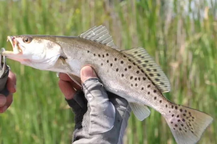 Hooked on the Bayou: New Orleans Kayak Fishing Trips - Second Medium