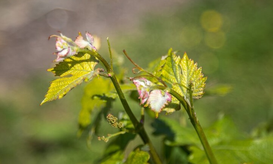 Image 2: Tour & Tasting Experience