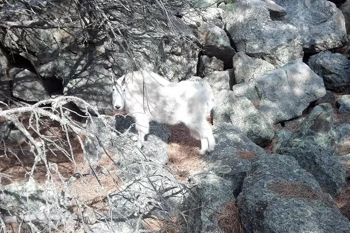 Private Tour of Mount Rushmore, Crazy Horse and Custer State Park