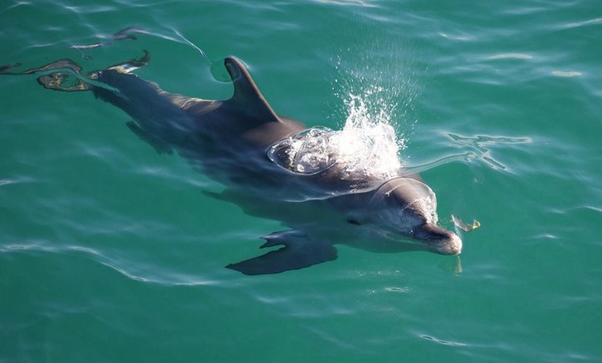 Image 3: Jervis Bay Dolphin Watch Cruise