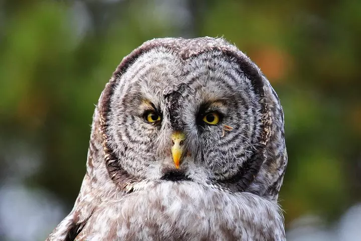 Wildlife & Wolf Private Tour with Lunch