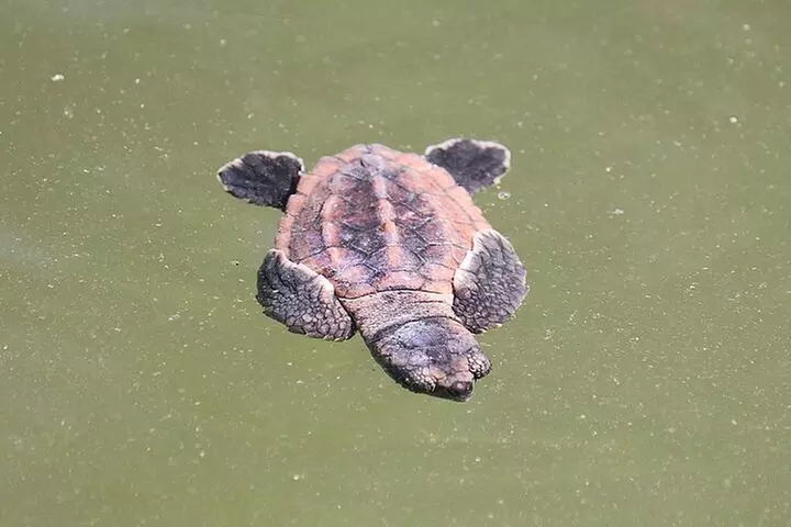 Deluxe Kayak Tour Marco Island and Naples, Florida