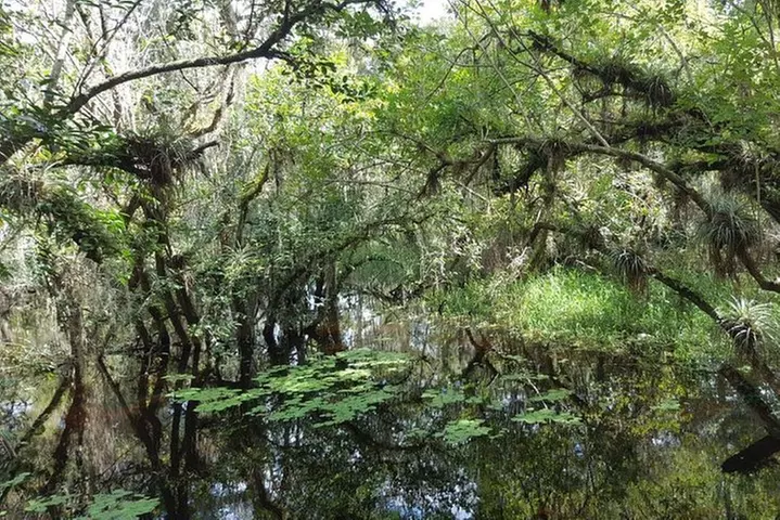 Everglades National Park Biologist Led Adventure: Cruise, Hike + Airboat