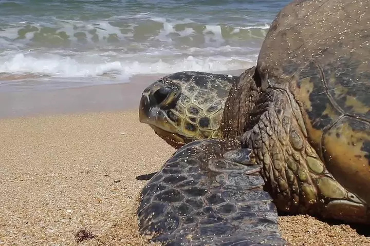 Ultimate Grand Oahu Circle Island Tour with Snorkeling and More