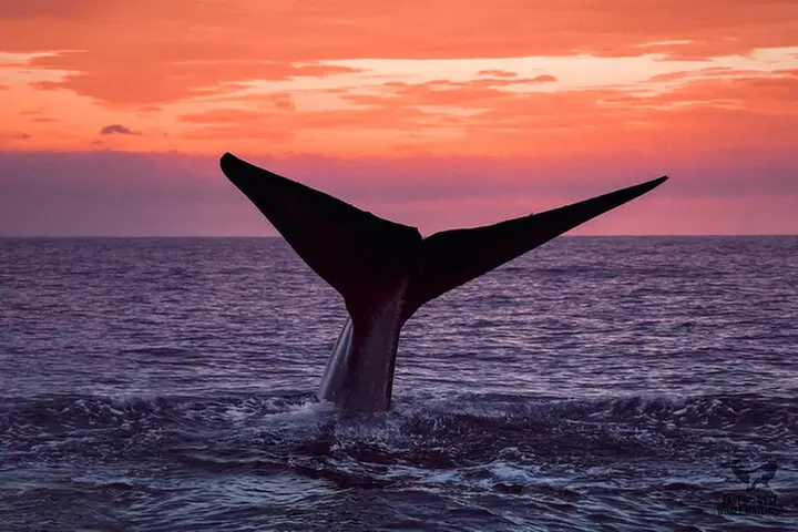 Supreme 2hr Whale/Dolphin Watching Newport Beach, 6 person max