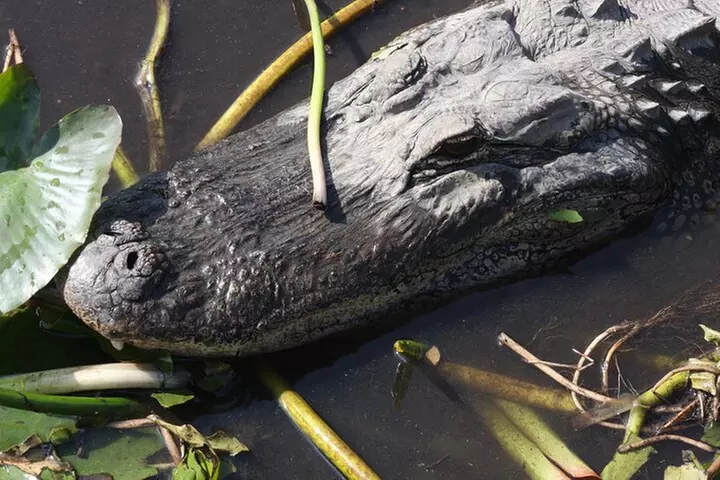 Everglades Day Safari from Miami - Primary Image