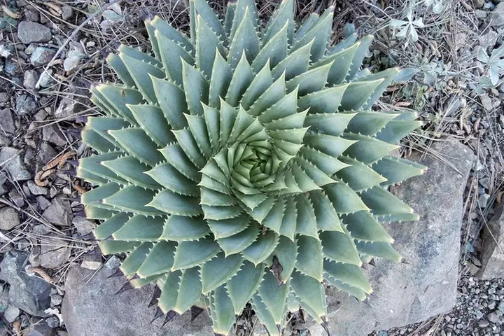 Ruth Bancroft Garden General Admission Ticket