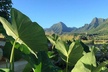 Kualoa Ranch - Kualoa Grown Tour - Second Medium