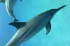 Dolphin Swim in Kona, Hawaii